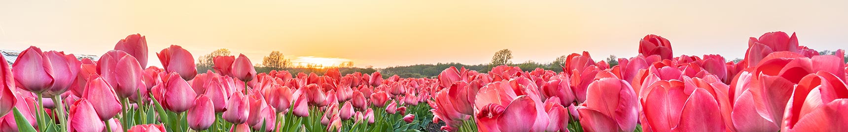 Plano Funerário em Campinas